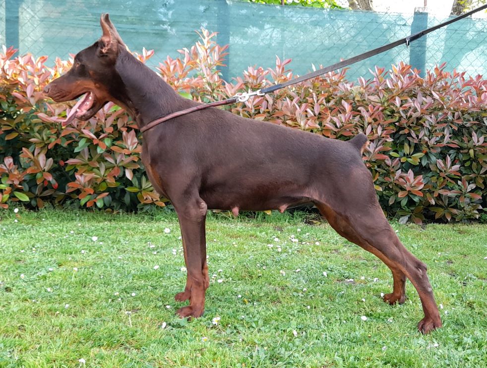 HELLSTORM DI CASA MONTENEGRO + Brown + Female